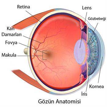 Gözün Yapısı ve Göz Sağlığı Gözün Yapısı ve Göz Sağlığı